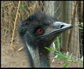 Picture Title - EMU