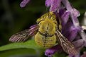 Picture Title - Male Carpenter Bee