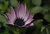 Osteospermum