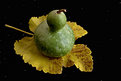Picture Title - Autumn Fruit