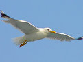 Picture Title - Sea gull