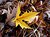 yellow leaf on brown leaves