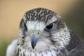 Picture Title - Bird Of Prey