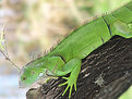 Picture Title - Green iguana