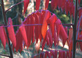 Picture Title - Wilting Red