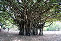 Picture Title - Curtain Fig Tree