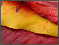 Picture Title - Autumn's colors