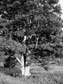 Picture Title - Twin Tree