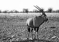 Picture Title - Oryx