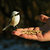 A Bird in Hand...