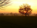 Picture Title - Golden Silhouettes