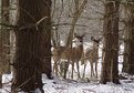 Picture Title - Ohio Deer
