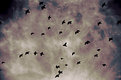 Picture Title - The Birds