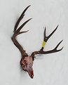 Picture Title - 4 Point Muley