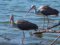Picture Title - Two ibises