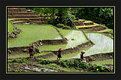 Picture Title - Rice Paddies III