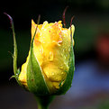 Picture Title - Wet, yellow beauty