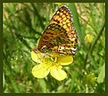 Picture Title - wings of a butterfly