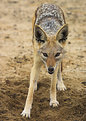 Picture Title - Black-backed jackal