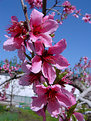 Picture Title - Cherry blossoms ...