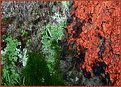 Picture Title - Abstract Lichen