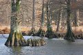 Picture Title - Blue Heron in Cypress Trees