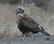 Red Tailed Hawk and Rabbit