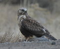 Picture Title - Red Tailed Hawk and Rabbit