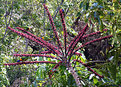 Picture Title - Rainbow Lorikeets