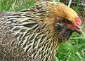 Picture Title - Pretty Hen