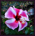 Picture Title - Hibiscus Blaah!!