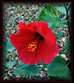 Picture Title - Red Hibiscus