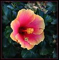 Picture Title - Hibiscus