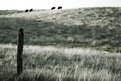Picture Title - Pasture