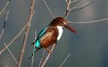 Picture Title - White throated Kingfisher