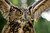 The Eagle Owl