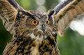 Picture Title - The Eagle Owl