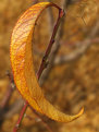 Picture Title - Autumn Leaf