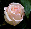 Picture Title - Rose