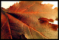 Picture Title - dirty leaf 00