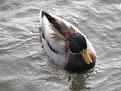 Picture Title - DUCK