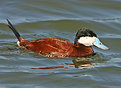 Picture Title - Ruddy Duck