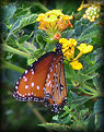 Picture Title - Butterfly -1