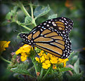 Picture Title - Butterfly -2