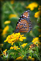 Picture Title - Butterfly -3