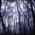 Picture Title - Shrouded Forest