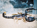 Picture Title - Scorpion