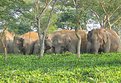 Picture Title - WILD ELEPHANTS