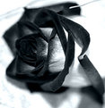 Picture Title - Just a rose..