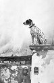 Picture Title - Dog on the roof